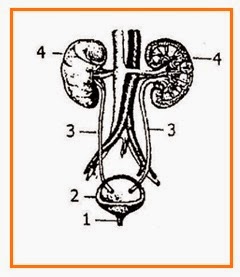Latihan Soal : Ginjal - Quiz